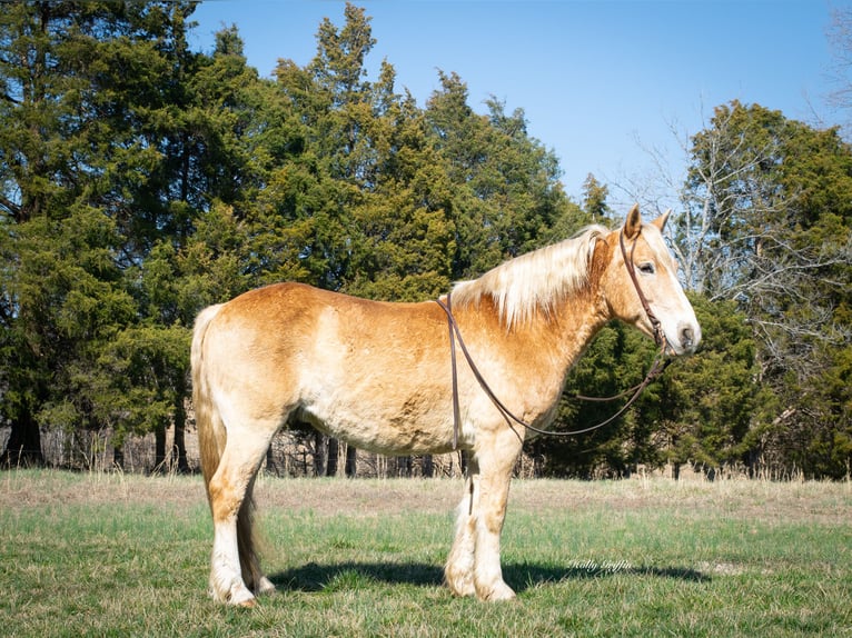 American Quarter Horse Wallach 12 Jahre 150 cm Rotfuchs in Greenville KY