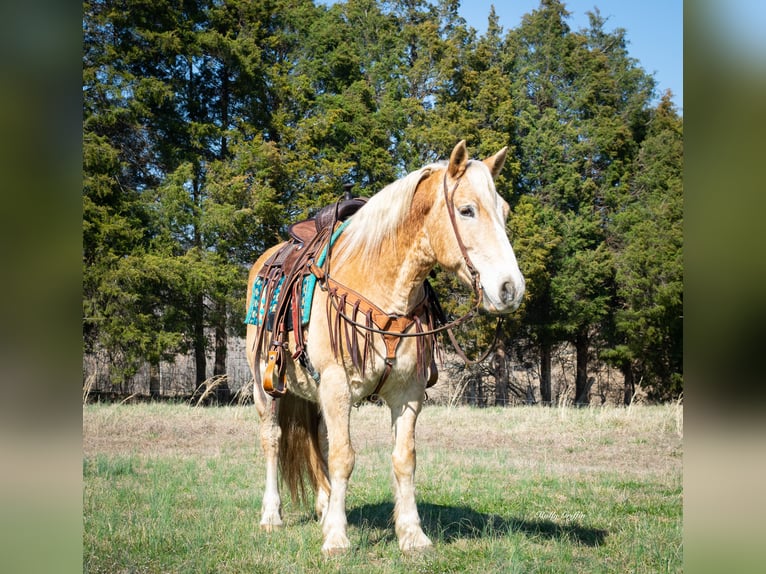 American Quarter Horse Wallach 12 Jahre 150 cm Rotfuchs in Greenville KY