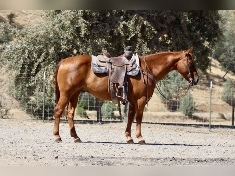 American Quarter Horse Wallach 12 Jahre 150 cm Rotfuchs in Paicines, CA