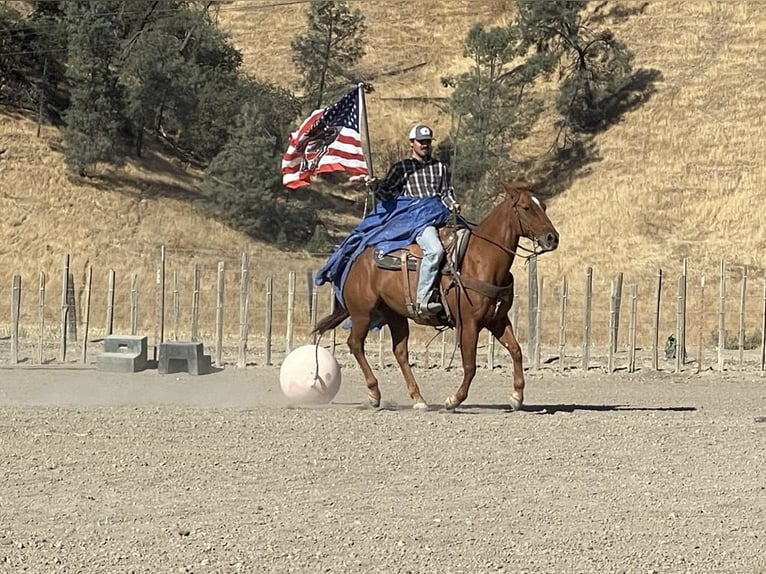 American Quarter Horse Wallach 12 Jahre 150 cm Rotfuchs in Paicines, CA