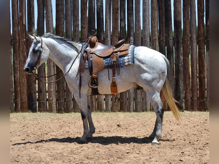 American Quarter Horse Wallach 12 Jahre 150 cm Schimmel in Godley, TX