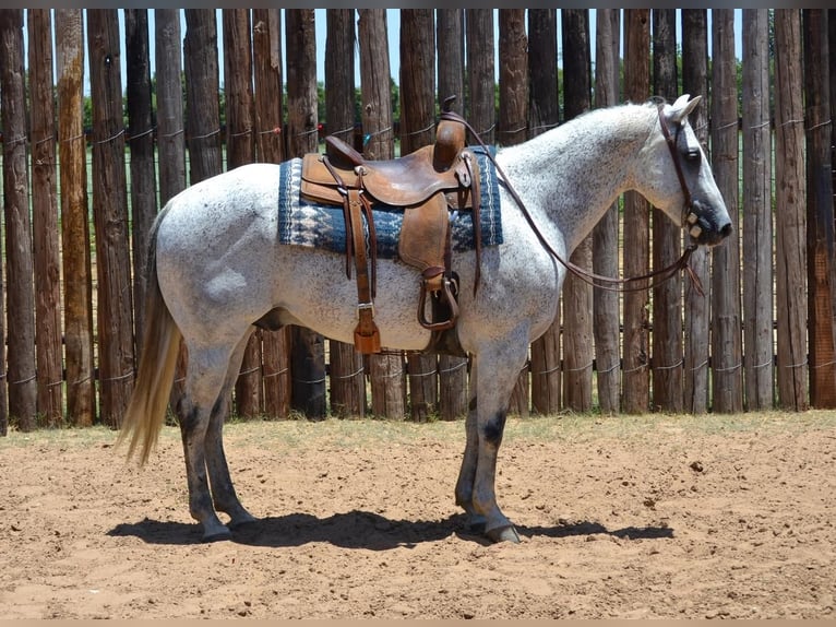 American Quarter Horse Wallach 12 Jahre 150 cm Schimmel in Godley, TX