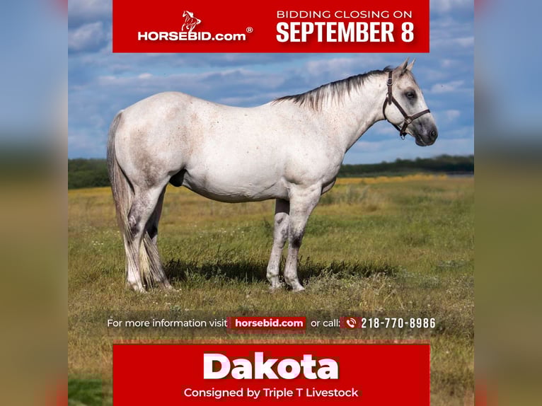 American Quarter Horse Wallach 12 Jahre 150 cm Schimmel in Nevis, MN