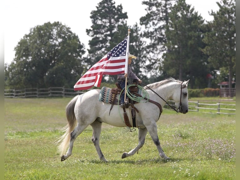 American Quarter Horse Wallach 12 Jahre 150 cm Schimmel in Nevis, MN