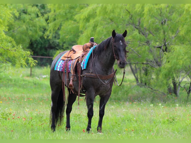 American Quarter Horse Wallach 12 Jahre 150 cm Schimmel in Cottonwood AZ