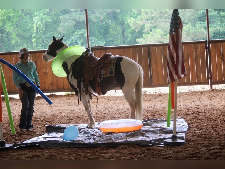 American Quarter Horse Wallach 12 Jahre 150 cm Tobiano-alle-Farben in Rusk TX