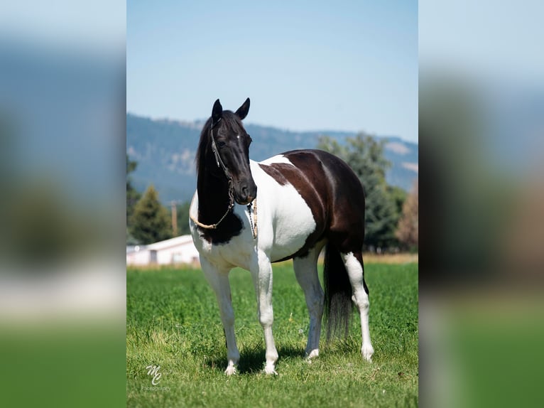 American Quarter Horse Wallach 12 Jahre 150 cm Tobiano-alle-Farben in caldwell ID