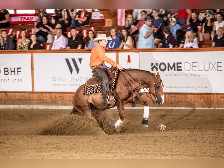 American Quarter Horse Wallach 12 Jahre 152 cm Brauner in Veghel
