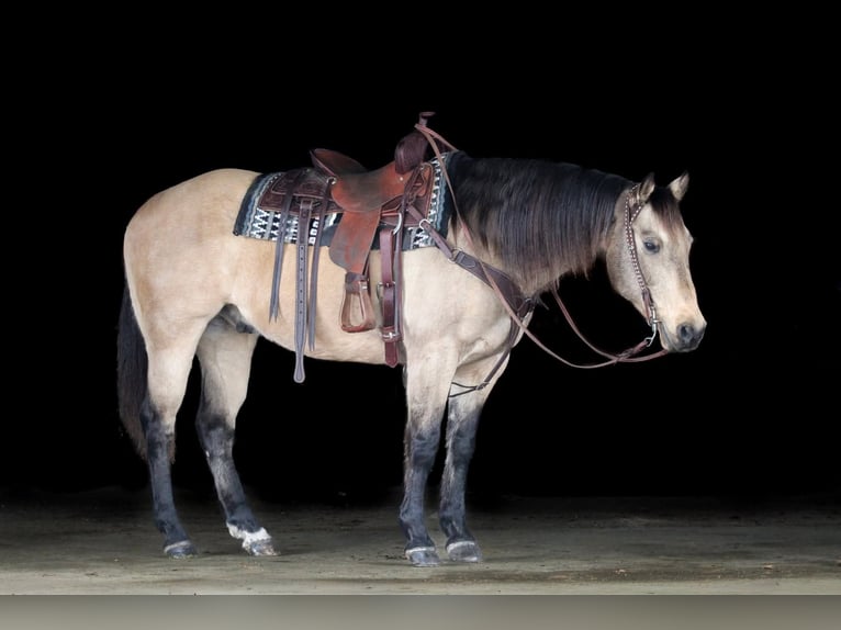 American Quarter Horse Wallach 12 Jahre 152 cm Buckskin in Clarion