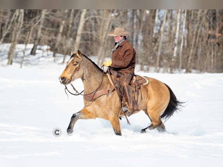 American Quarter Horse Wallach 12 Jahre 152 cm Buckskin in Clayton, WI