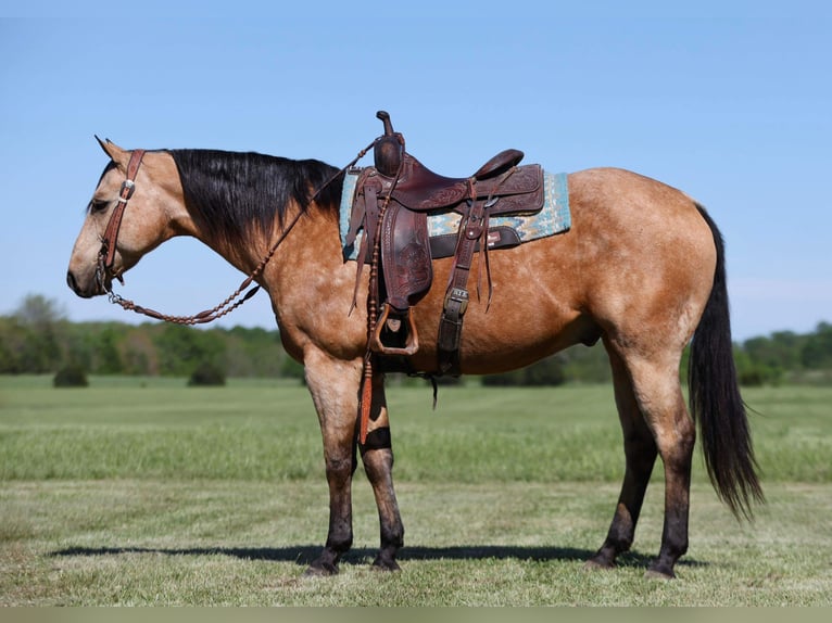 American Quarter Horse Wallach 12 Jahre 152 cm Buckskin in Buffalo, MO