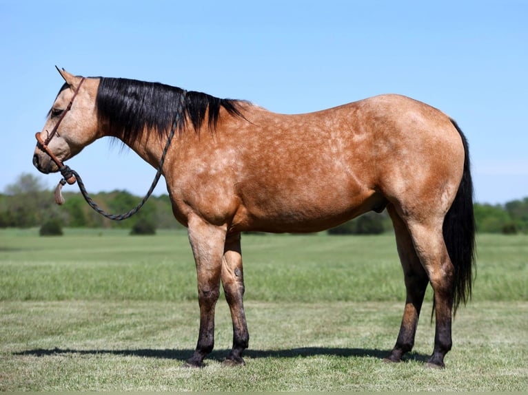 American Quarter Horse Wallach 12 Jahre 152 cm Buckskin in Buffalo, MO