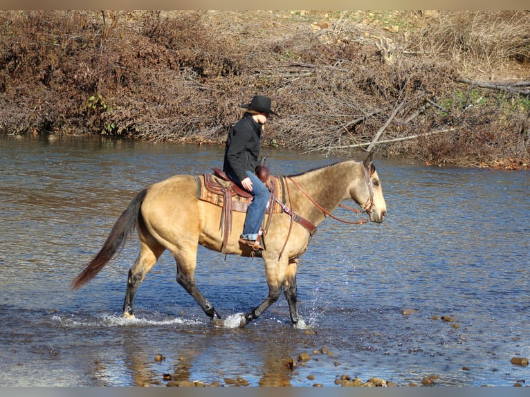 American Quarter Horse Wallach 12 Jahre 152 cm Buckskin in Clarion, PA