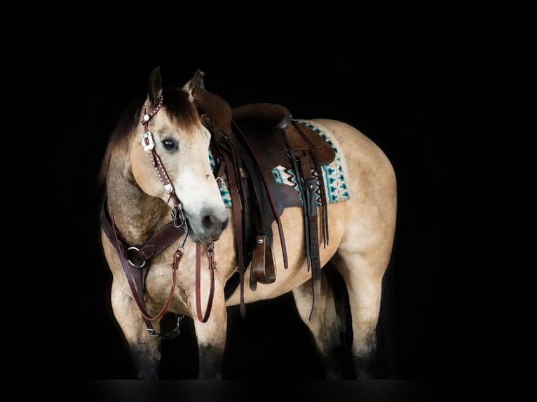 American Quarter Horse Wallach 12 Jahre 152 cm Buckskin in Clarion