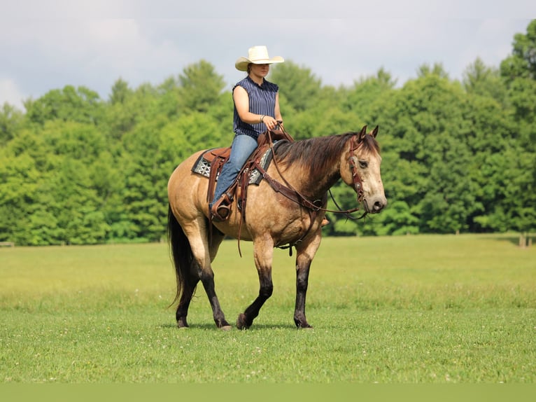 American Quarter Horse Wallach 12 Jahre 152 cm Buckskin in Clarion