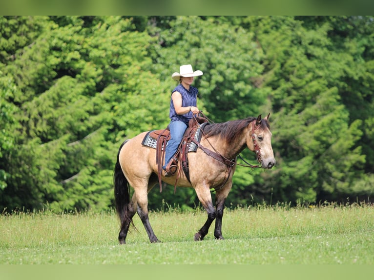 American Quarter Horse Wallach 12 Jahre 152 cm Buckskin in Clarion