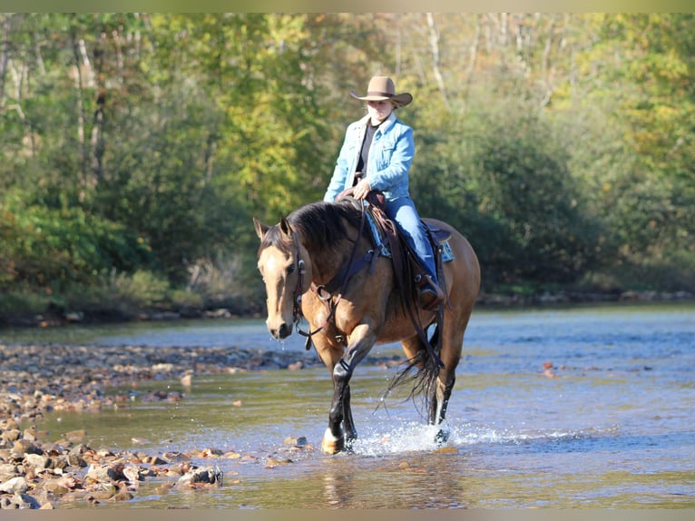 American Quarter Horse Wallach 12 Jahre 152 cm Buckskin in Clarion
