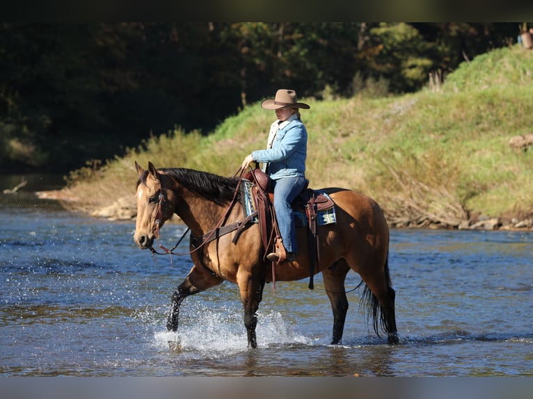 American Quarter Horse Wallach 12 Jahre 152 cm Buckskin in Clarion