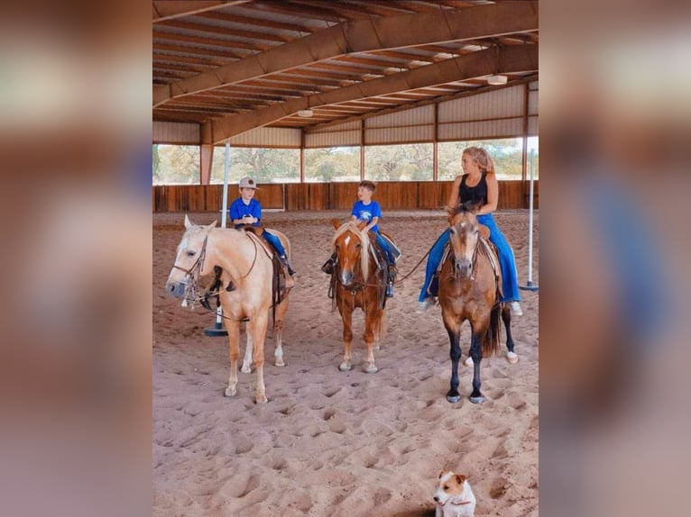 American Quarter Horse Wallach 12 Jahre 152 cm Buckskin in Weatherford