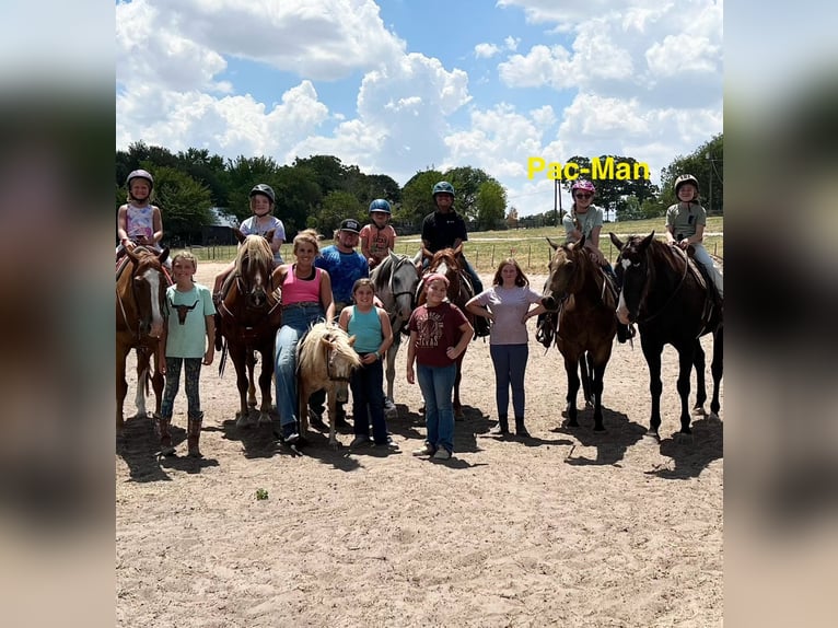 American Quarter Horse Wallach 12 Jahre 152 cm Buckskin in Weatherford