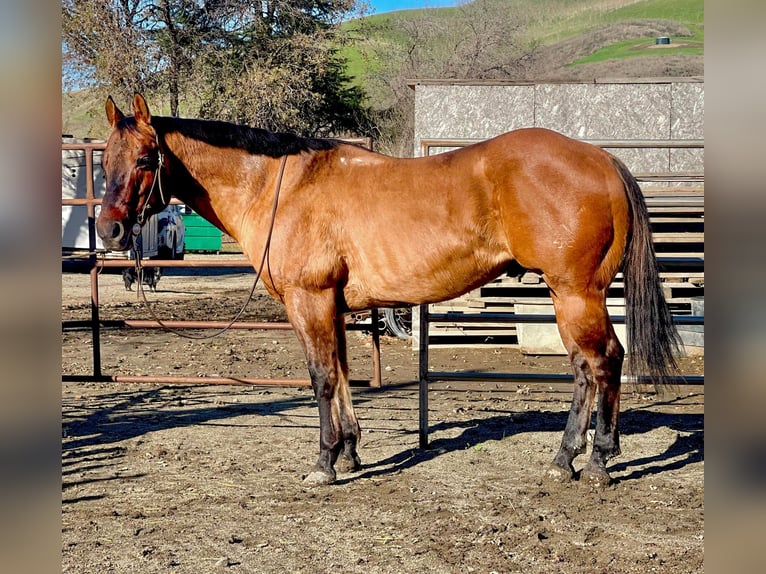 American Quarter Horse Wallach 12 Jahre 152 cm Buckskin in Bitterwater CA