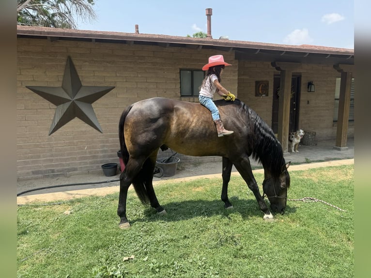 American Quarter Horse Wallach 12 Jahre 152 cm Buckskin in El Paso TX