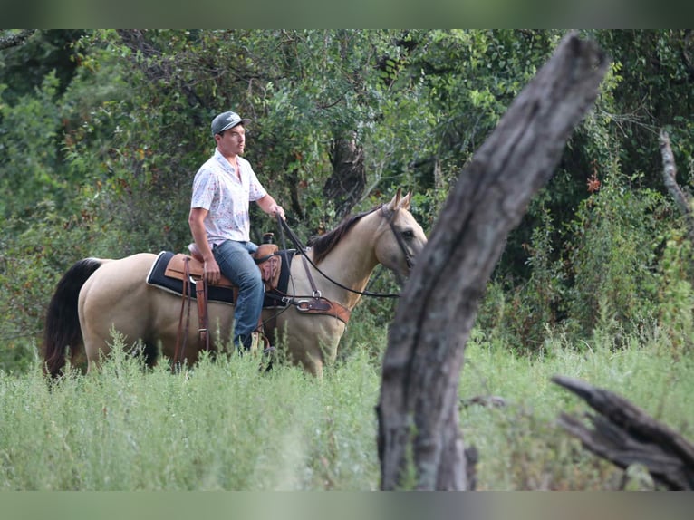 American Quarter Horse Wallach 12 Jahre 152 cm Buckskin in Lipan TX