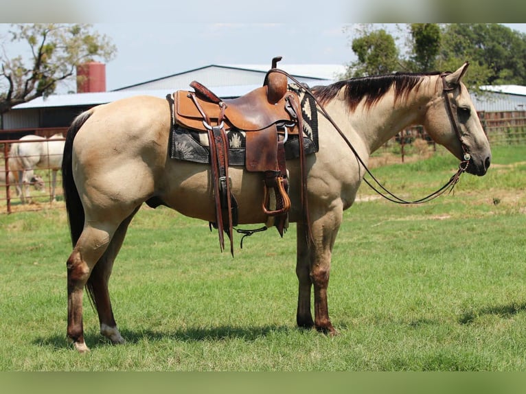 American Quarter Horse Wallach 12 Jahre 152 cm Buckskin in Lipan TX