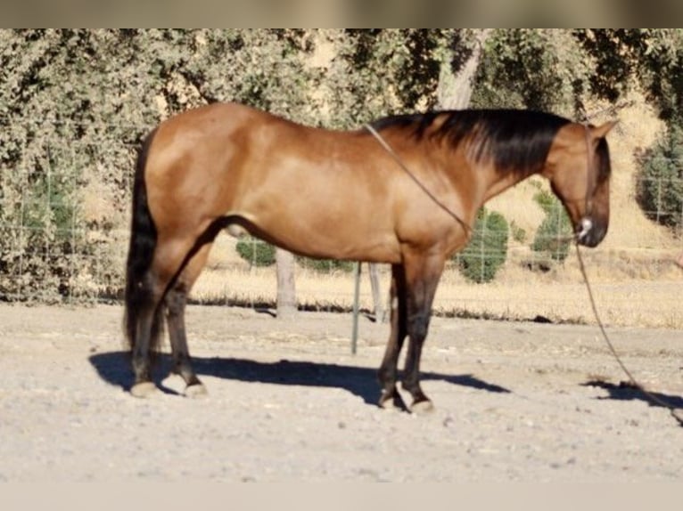 American Quarter Horse Wallach 12 Jahre 152 cm Buckskin in Paicines CA