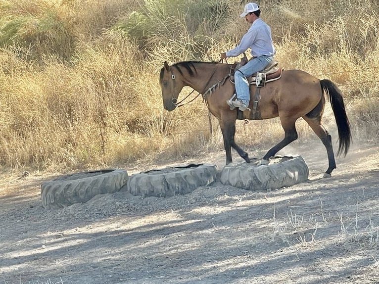 American Quarter Horse Wallach 12 Jahre 152 cm Buckskin in Paicines CA