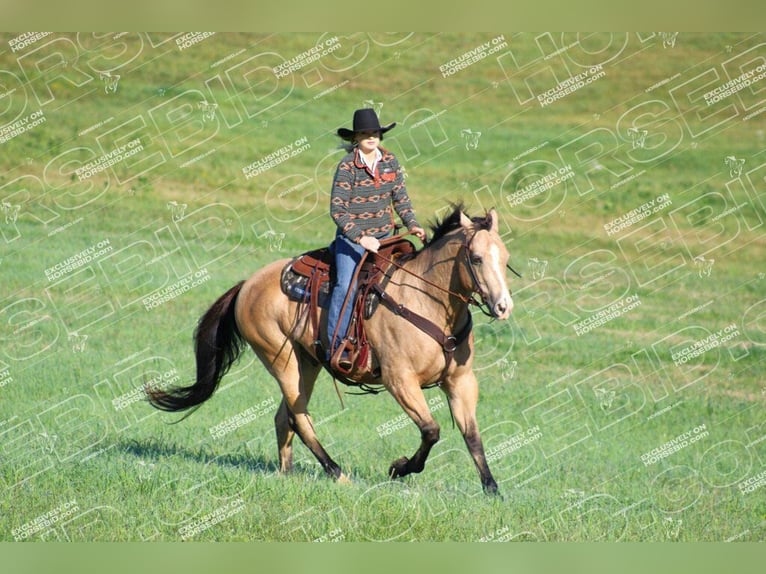 American Quarter Horse Wallach 12 Jahre 152 cm Buckskin in Clarion, PA