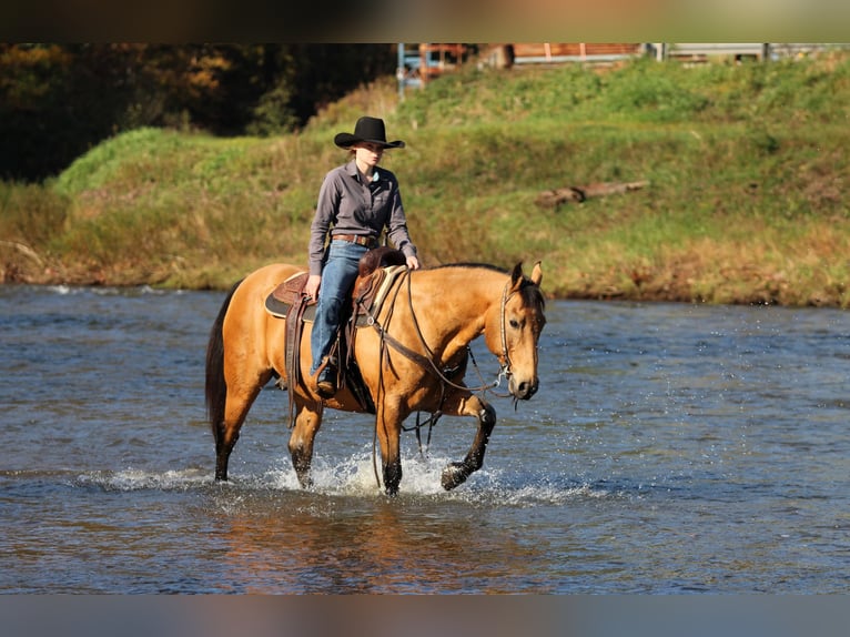 American Quarter Horse Wallach 12 Jahre 152 cm Buckskin in Clarion