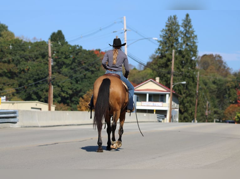 American Quarter Horse Wallach 12 Jahre 152 cm Buckskin in Clarion