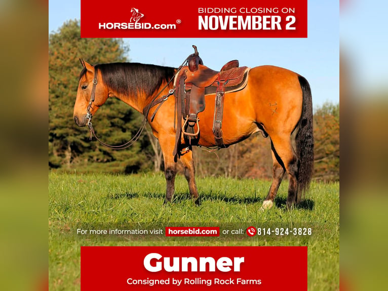 American Quarter Horse Wallach 12 Jahre 152 cm Buckskin in Clarion