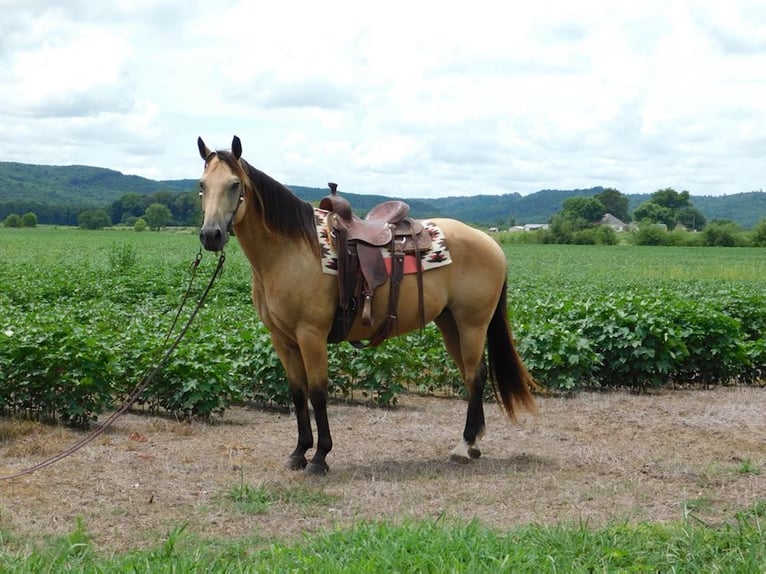 American Quarter Horse Wallach 12 Jahre 152 cm Buckskin in Hope Al