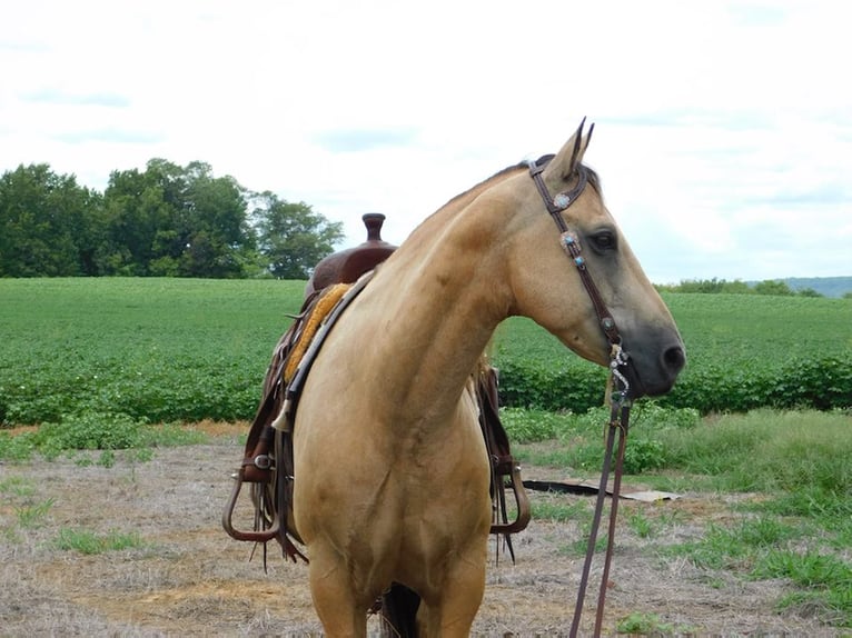 American Quarter Horse Wallach 12 Jahre 152 cm Buckskin in Hope Al