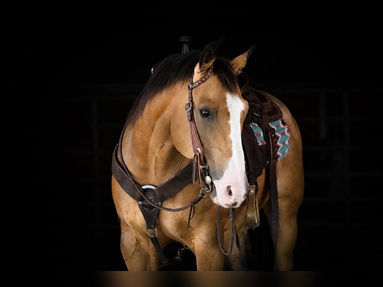 American Quarter Horse Wallach 12 Jahre 152 cm Buckskin in Clarion