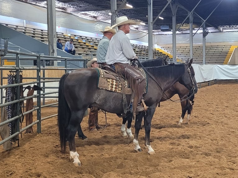 American Quarter Horse Wallach 12 Jahre 152 cm Dunkelfuchs in Healdton