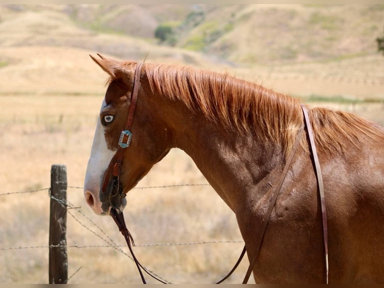 American Quarter Horse Wallach 12 Jahre 152 cm Dunkelfuchs in BItterwater CA