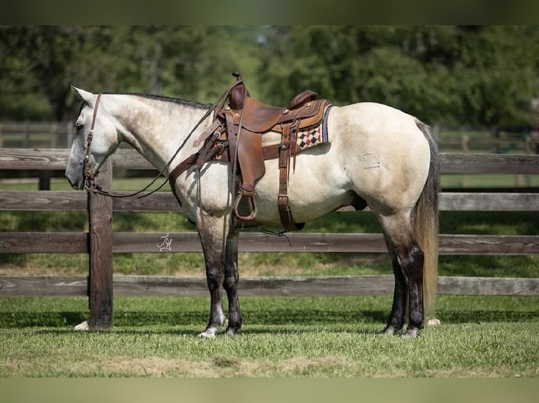 American Quarter Horse Wallach 12 Jahre 152 cm Falbe in Madisonville, KY