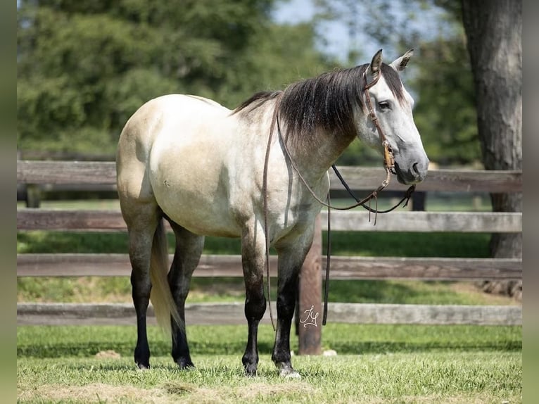 American Quarter Horse Wallach 12 Jahre 152 cm Falbe in Madisonville, KY