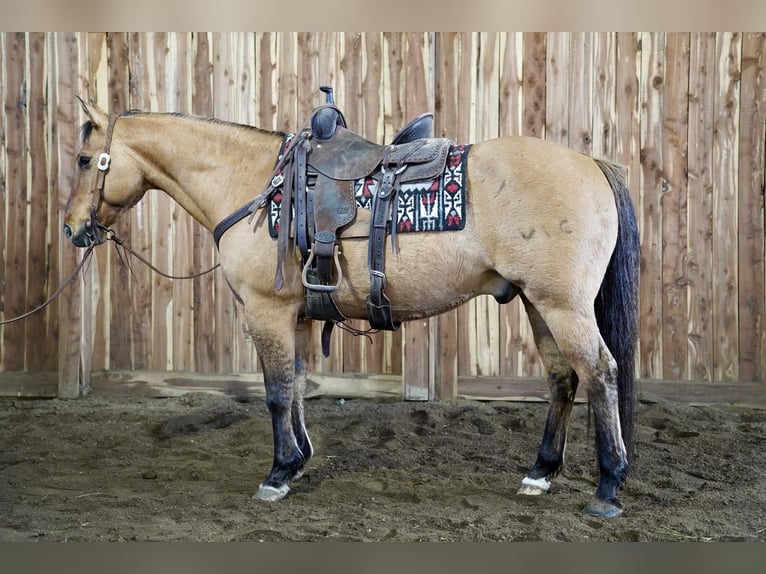 American Quarter Horse Mix Wallach 12 Jahre 152 cm Falbe in Valley Springs, SD