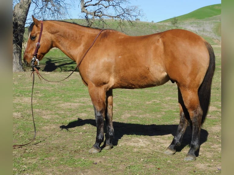 American Quarter Horse Wallach 12 Jahre 152 cm Falbe in King CIty KA