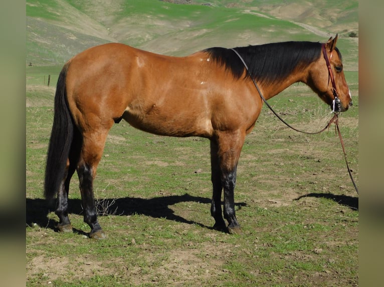 American Quarter Horse Wallach 12 Jahre 152 cm Falbe in King CIty KA