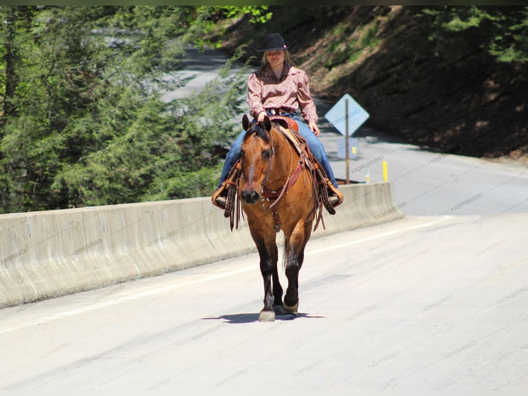 American Quarter Horse Wallach 12 Jahre 152 cm Falbe in Shippenville