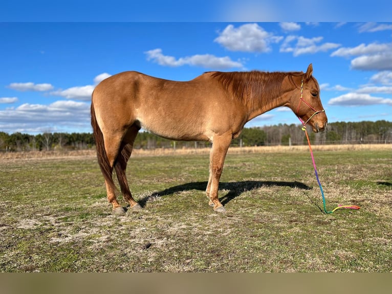 American Quarter Horse Wallach 12 Jahre 152 cm Falbe in Moyock, NC