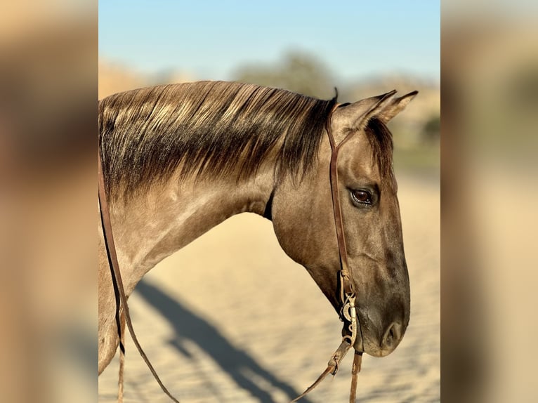 American Quarter Horse Wallach 12 Jahre 152 cm Grullo in BITTERWATER, CA