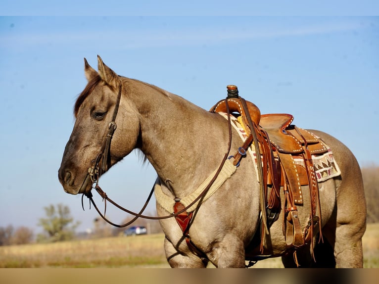 American Quarter Horse Wallach 12 Jahre 152 cm Grullo in Valley Springs, SD