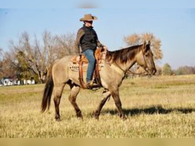 American Quarter Horse Wallach 12 Jahre 152 cm Grullo in Valley Springs, SD
