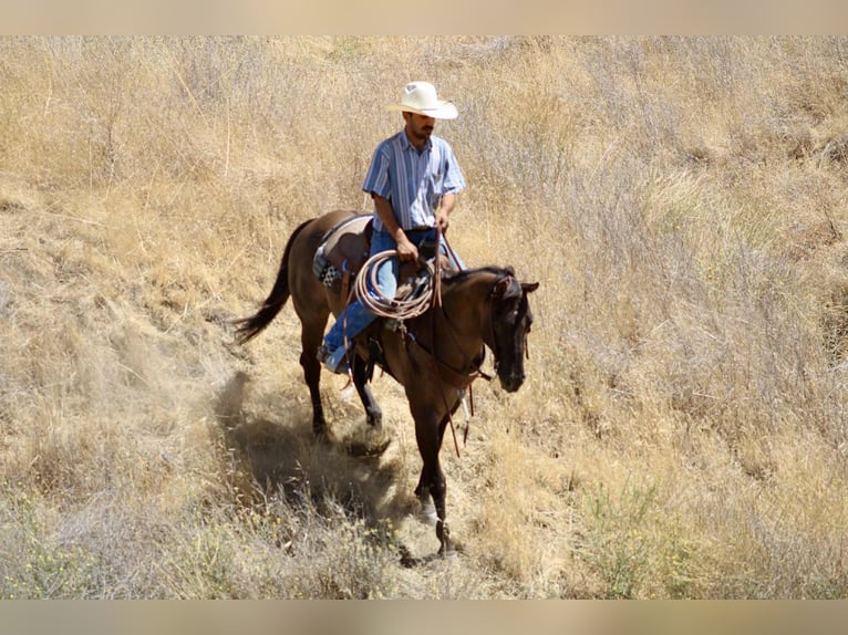 American Quarter Horse Wallach 12 Jahre 152 cm Grullo in Paicines CA